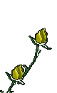 memorial rose